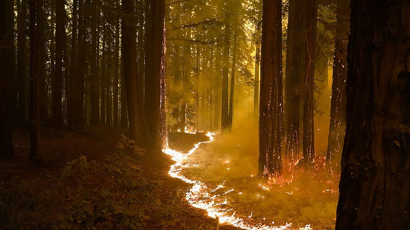California fires claim 5 lives, threaten thousands of homes, Santa Cruz Redwoods, HD wallpaper