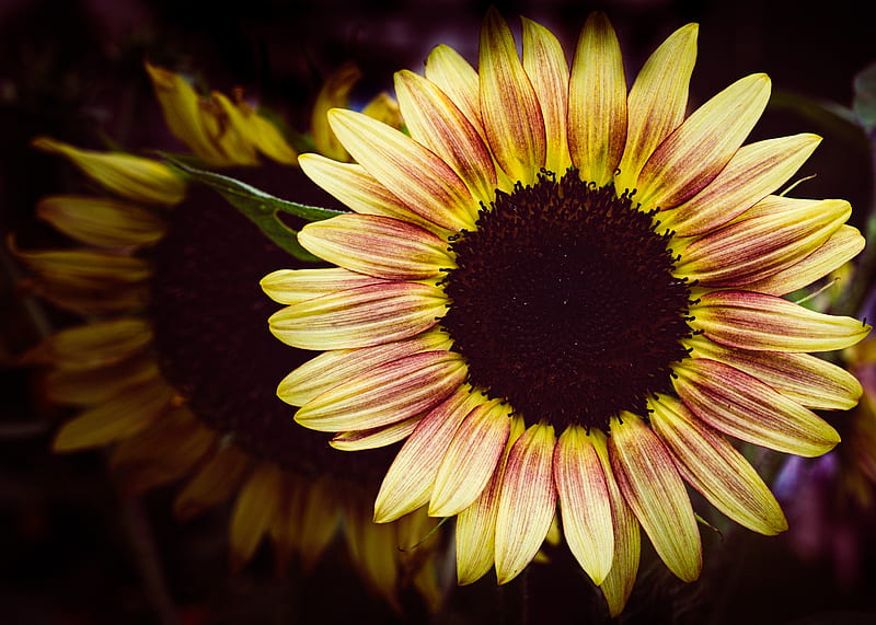 sunflower, flower, petals, macro, dark, HD wallpaper