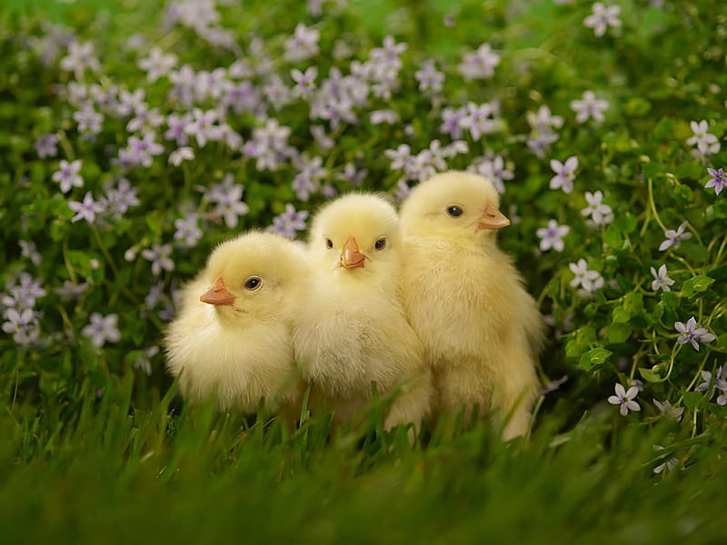 Baby chickens., flower, chick, chicken, grass, HD wallpaper