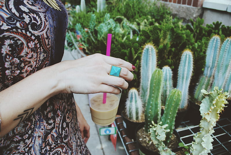 person holding disposable cup in front of cactus plants, HD wallpaper
