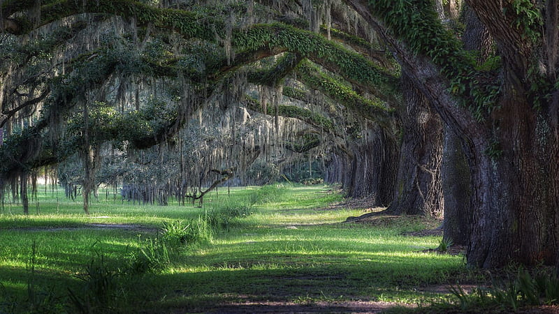 Savannah, Georgia, Southern Live Oaks, landscape, trees, path, park, HD wallpaper