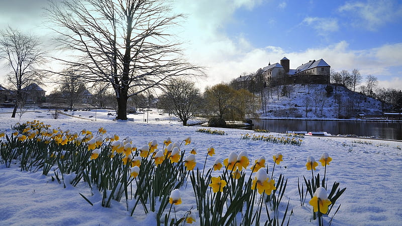 Late Snow in Northern Germany, daffodils, flowers, lower saxony, trees, castle, clouds, sky, HD wallpaper