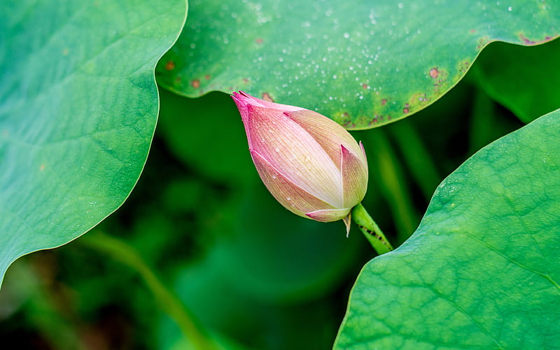 Green leaf Lotus 2019 Summer, HD wallpaper