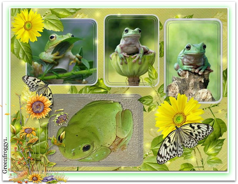 LOVELY FROGS, FROGS, NATURE, LOVELY, HD wallpaper | Peakpx