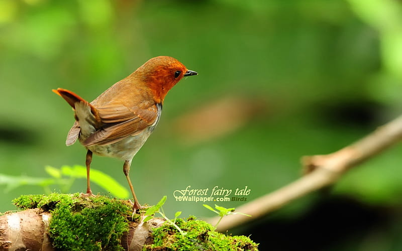 Japanese songs Robin-spring woodland birds, HD wallpaper