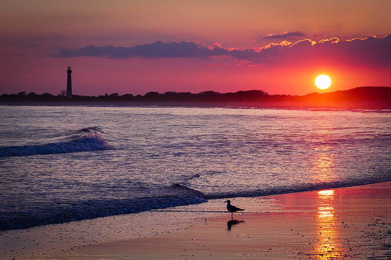 Bird Sea Shore Sunset , shore, sea, sunset, nature, HD wallpaper