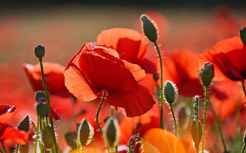 Red poppies in the field, Field, Buds, Blurred, Poppies, HD wallpaper