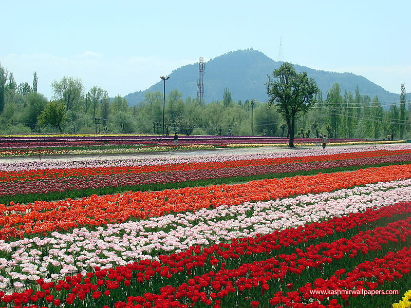 Tulip sea - Kashmir, mountain, long, flowers, trail, kashmir, tulips, HD wallpaper