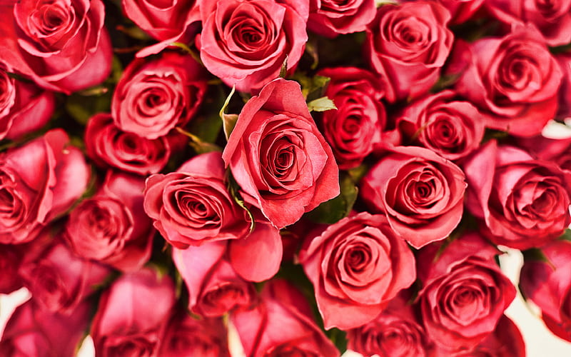 red rose buds background, background with roses, red floral background, roses, beautiful red flowers, red rose buds, HD wallpaper