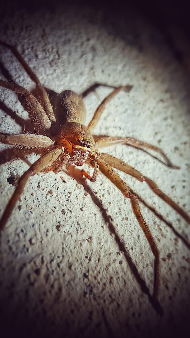 Spider, animal, black, brown, death, fear, insect, insectes, marron, nature, spiderman, toile, web, HD phone wallpaper
