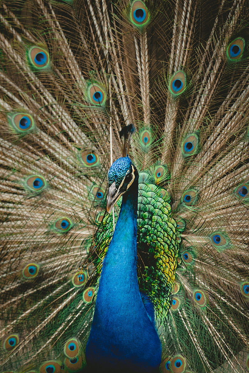 green and blue peacock spreading wings, HD phone wallpaper
