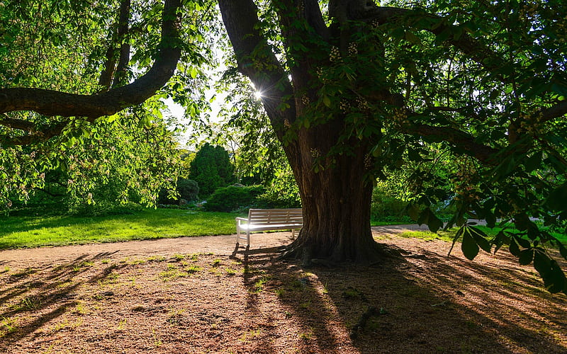 Under Chestnut, sunbeams, bench, chestnut, tree, park, HD wallpaper