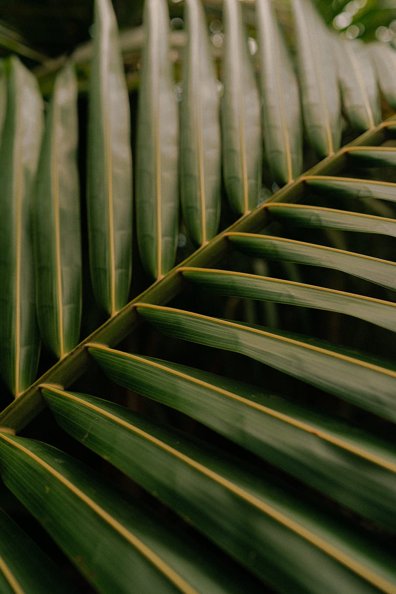 leaf, palm, macro, veins, green, HD phone wallpaper