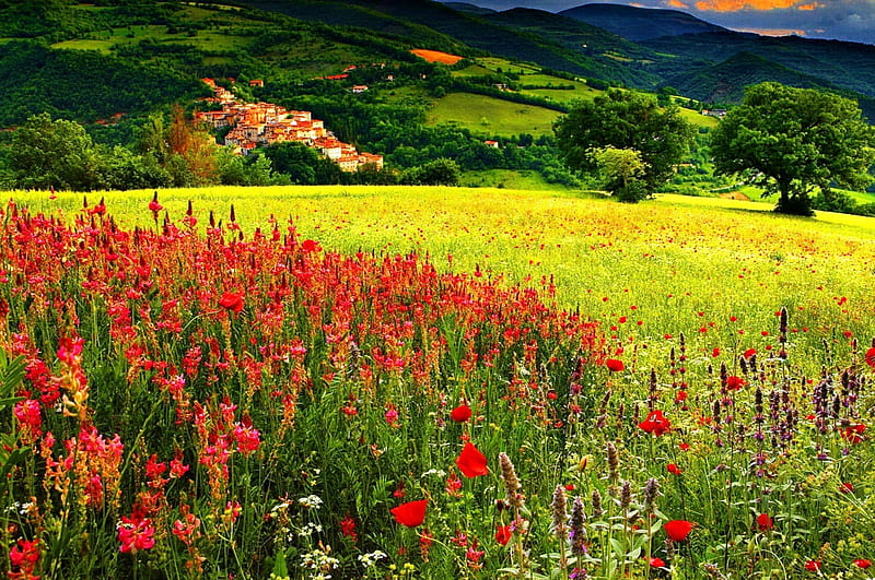 Wild flower fields on mountains in sunset, colors of nature, golden in nature, sky clouds, green nature, bonito, sunset, clouds, graphy, splendor, sunligh, wild, colorsful, jungle, flowers, lovely flowers, evening, forest, colors, sky, forces of nature, sunrays, paradise, mountains, plants, flower, summer, sunshine, nature, landscape, HD wallpaper