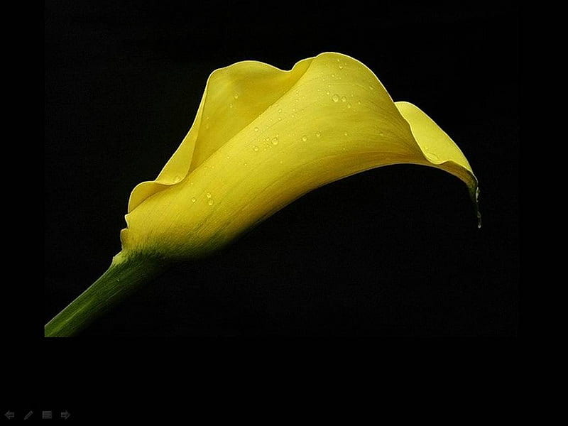 cala, flower, yellow, beauty, HD wallpaper
