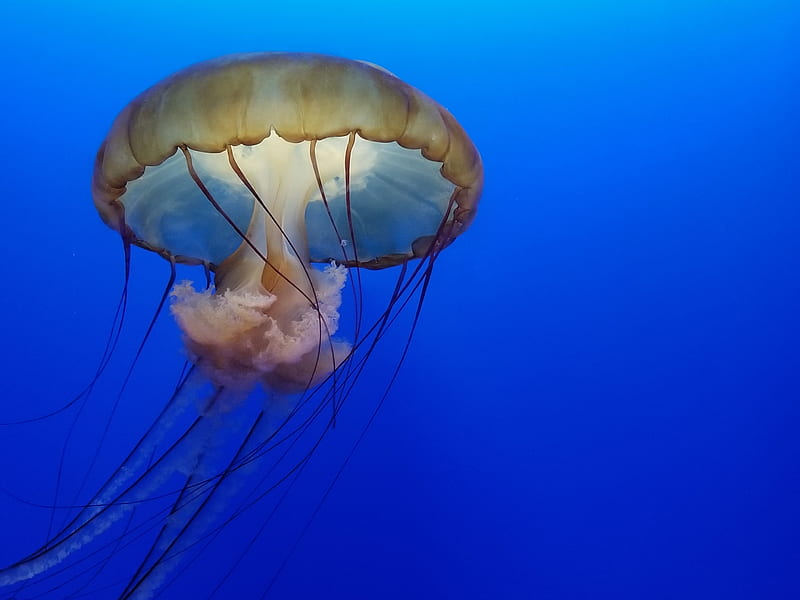 Jellyfish Underwater , jellyfish, underwater, HD wallpaper