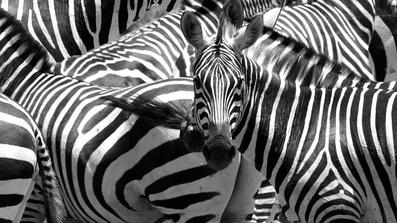 stand out in the crowd, stripes, wild, black, white, zebra, animal, HD wallpaper
