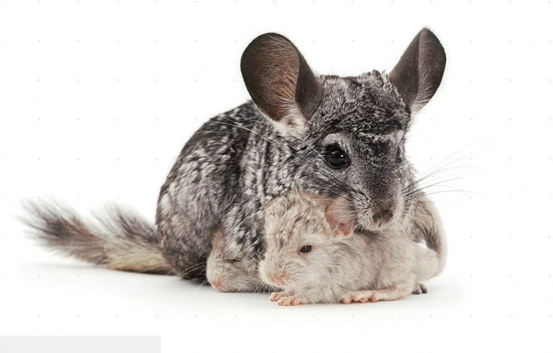 chinchilla with cubs, cute, pet, adorable, cubs, chinchilla, animal, HD wallpaper