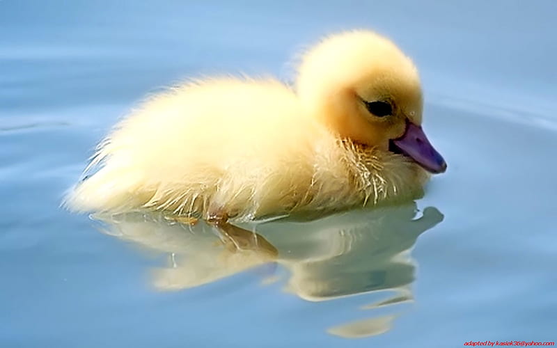 Sweet Duckling, water, duck, swim, yellow, duckling, HD wallpaper