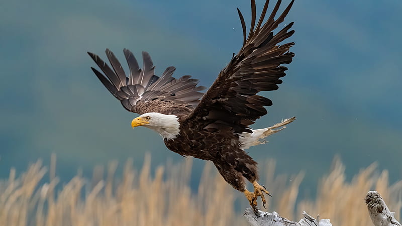 águila calva, águila, pájaro, animal, Fondo de pantalla HD | Peakpx