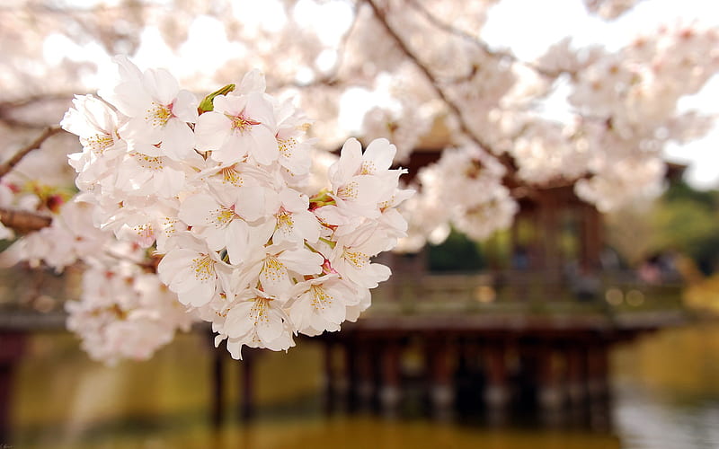 Beautiful Japanese cherry blossom season 01, HD wallpaper
