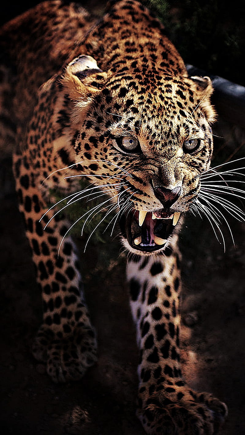 Angry leopard, animals, beast, mad, wild, HD phone wallpaper