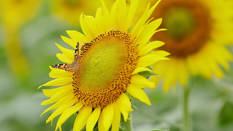 Yellow Sunflower With A Bufferfly And Honey Bee Flowers, HD wallpaper
