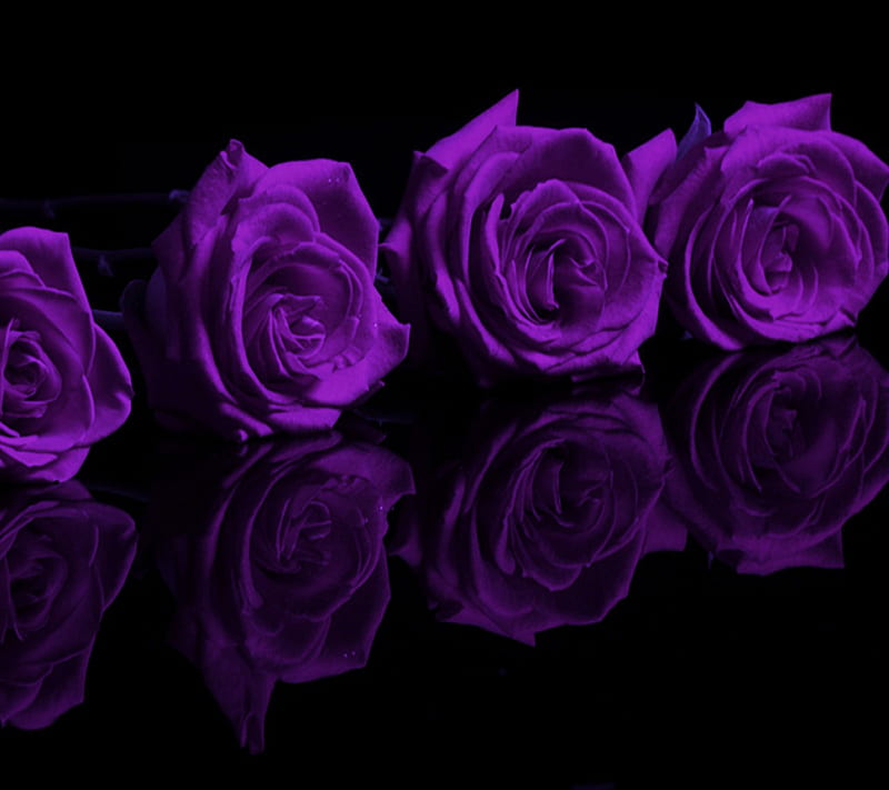 Purple Roses Hd Wallpaper Peakpx 3469