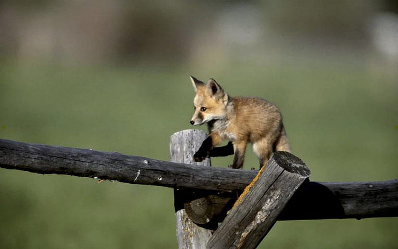 Смелый Лисенок. Забор от лисы. Животные Мем в природе. Cute Fox Paws.