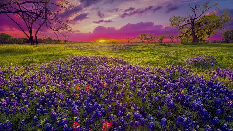 Texas Bluebonnet Landscape at Twilight, Texas, Bluebonnets, Twilight, Flowers, Fields, Nature, Sunsets, HD wallpaper