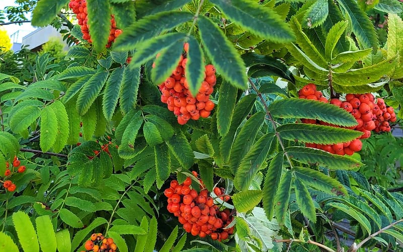 Rowan Berries, autumn, Latvia, leaves, HD wallpaper