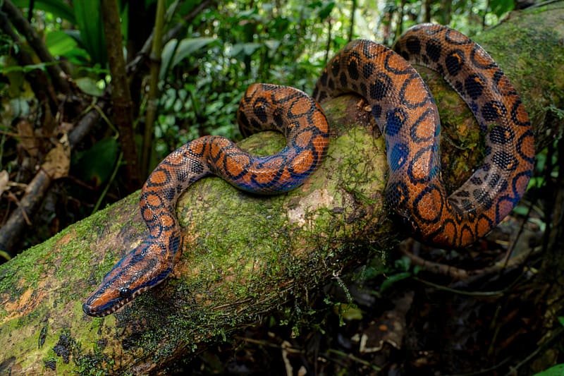 Western Rainbow Boa Snake, trees, animal, snake, nature, HD wallpaper