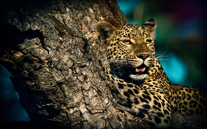 leopard, wild cats, predator, wildlife, HD wallpaper