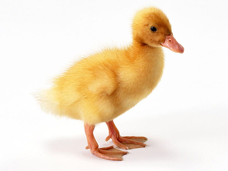 little duckling, domestic, cute, duck, duckling, HD wallpaper
