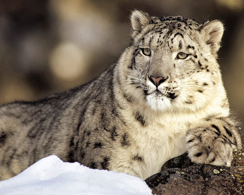 Snow Leopard King, leopard, king, snow, HD wallpaper Snow Leopard King, leopard, king, snow, HD wallpaper