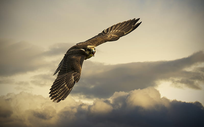 Angry Hawk , hawk, birds, eagle, HD wallpaper