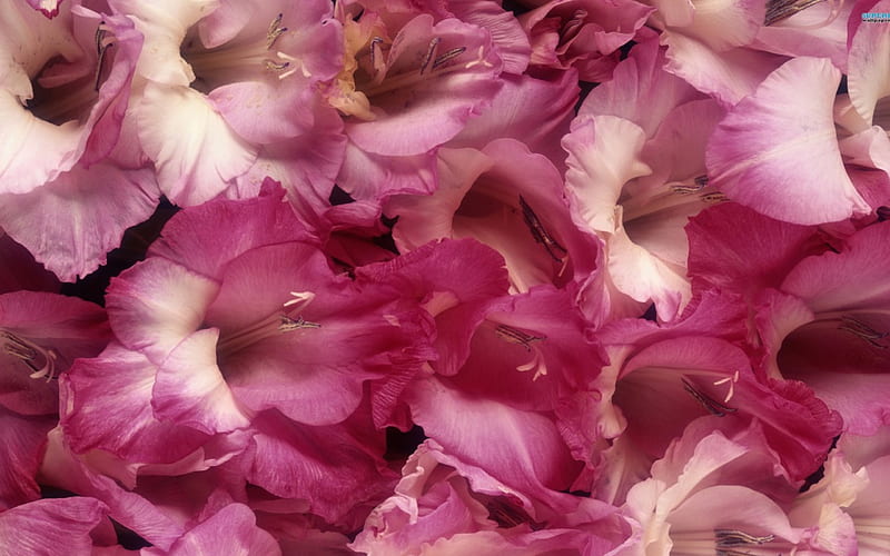 Pink Gladiolus, flowers, bonito, gladiolus, pink, HD wallpaper