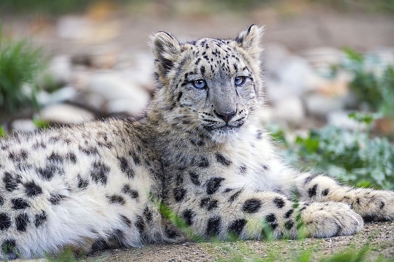 snow leopard, kitten, cub, wildlife, animal, posture, HD wallpaper
