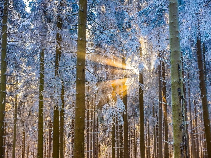 Beautiful winter light, forest, sun, sunlight, trees, winter, cold, rime, snow, morning, scene, landscape, light, HD wallpaper