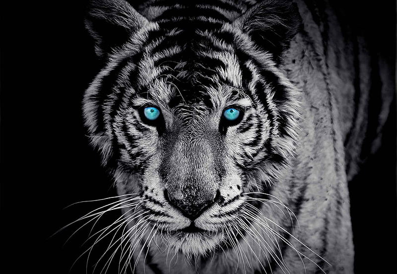Black and White Tiger, tiger, white, blue, black, eyes, animal, HD wallpaper