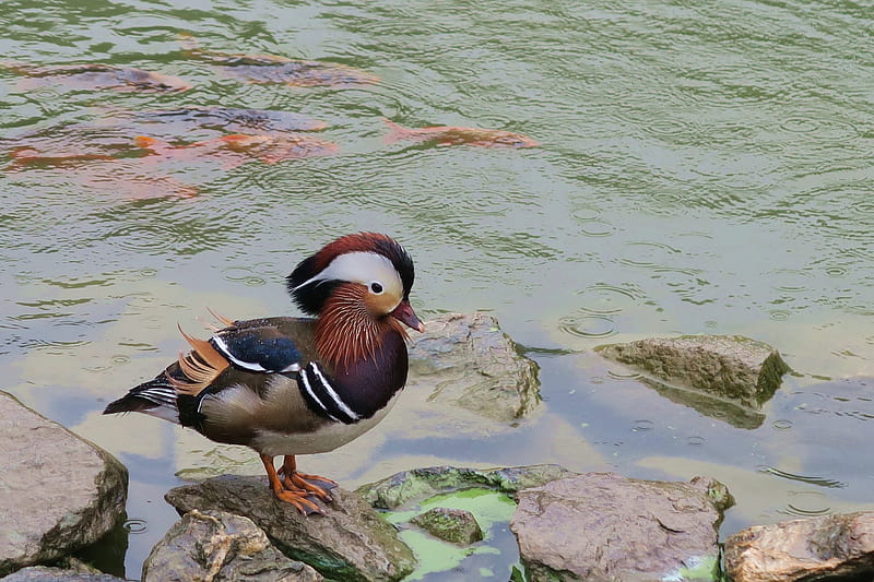Mandarin duck, bird, fish, lake, HD wallpaper