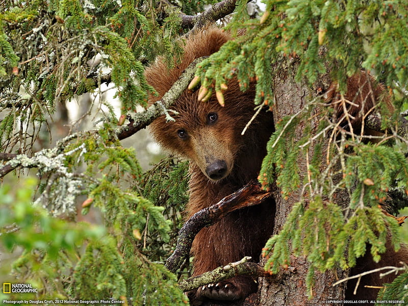 Bear Cub Alaska-National Geographic graphy, HD wallpaper