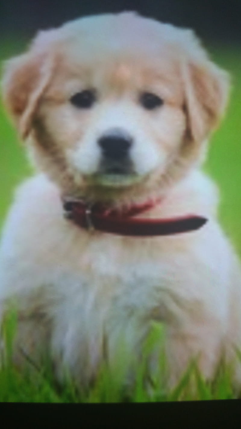 cutest puppy ever, dog, HD phone wallpaper