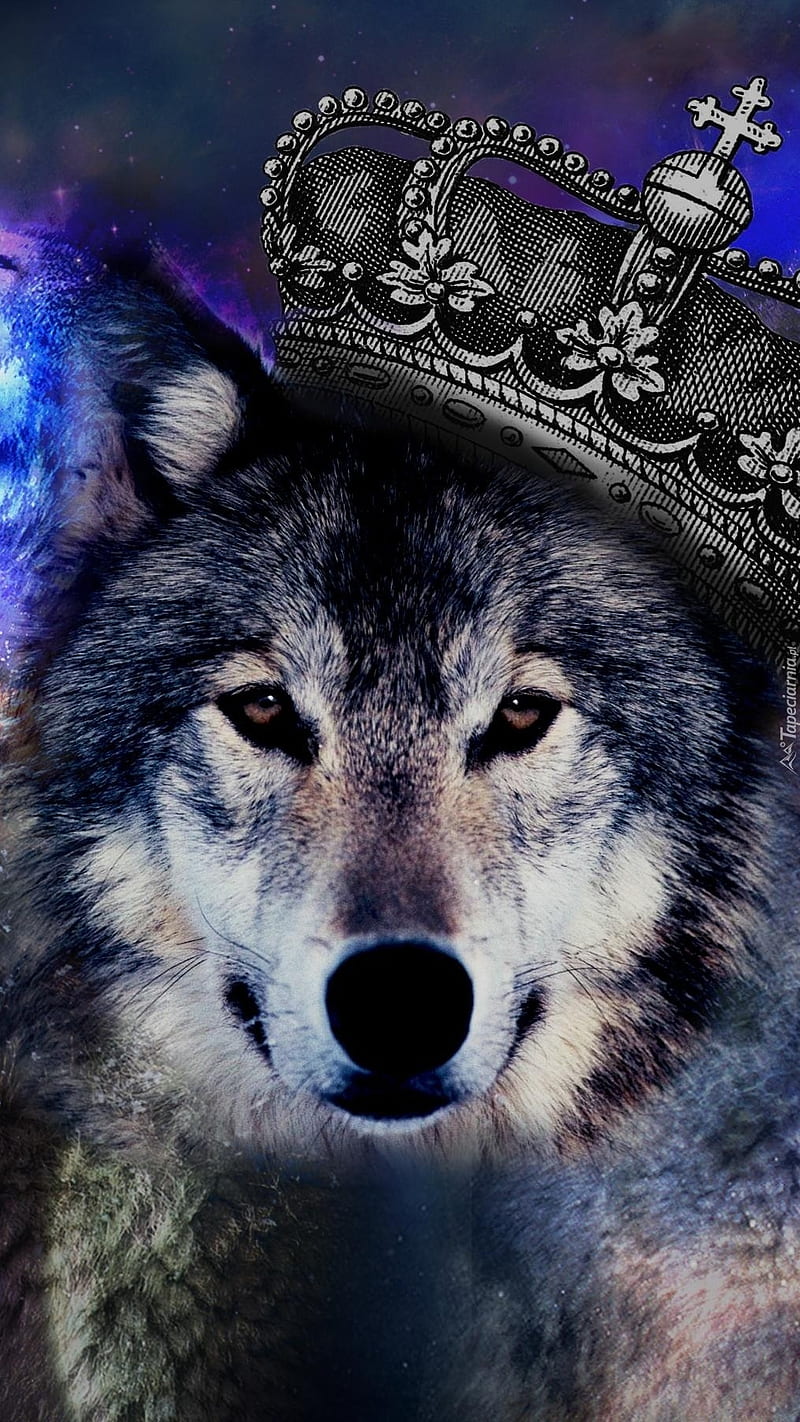 Wolf, crown, galaxy, tumblr, HD phone wallpaper