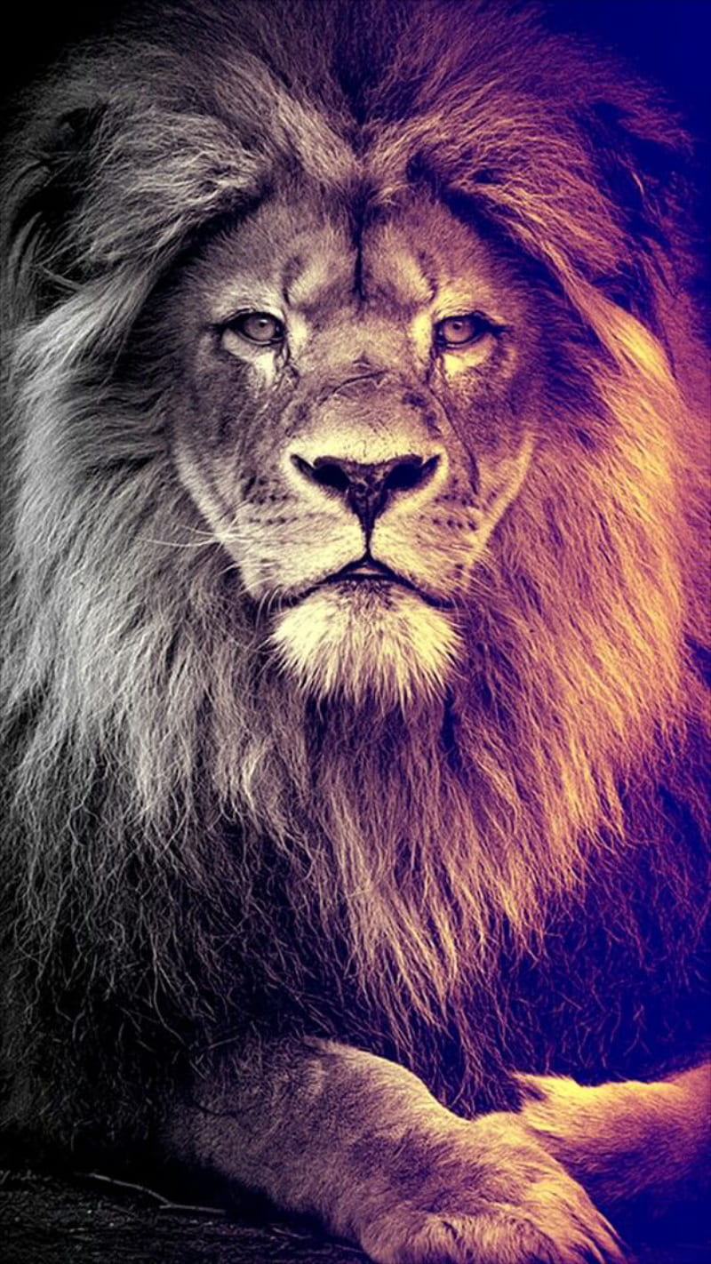 Aslan, lion, king, land, black, face, lions, HD phone wallpaper