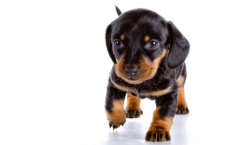 dachshund, small puppy, cute animals, black small dog, pets, HD wallpaper