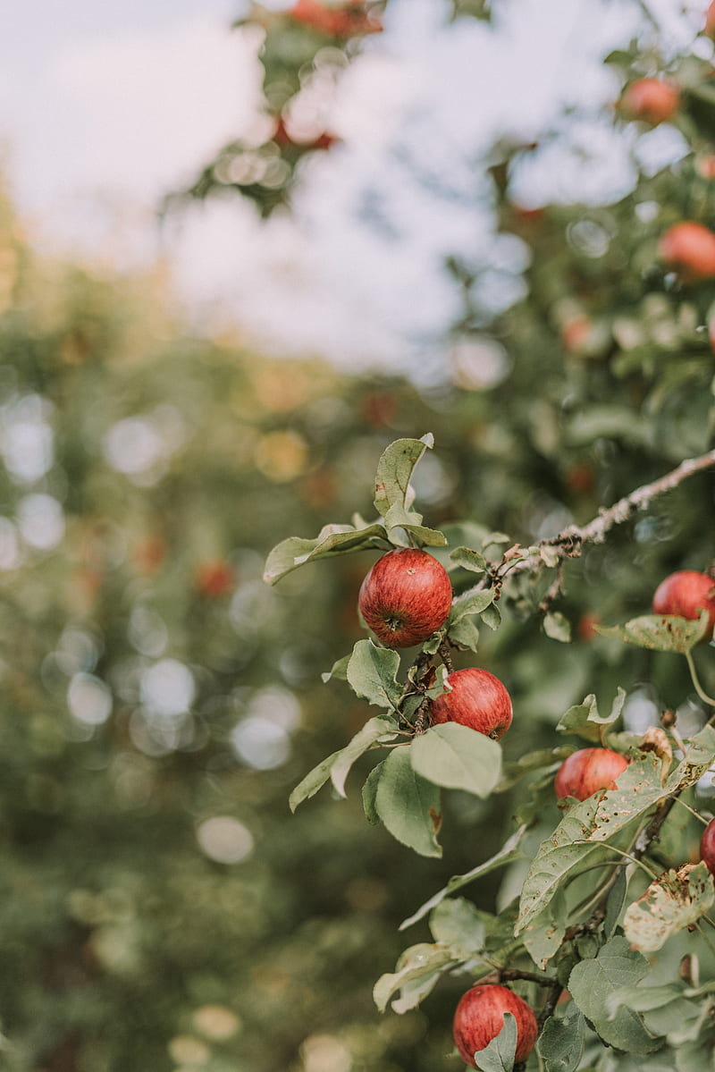 apples, bokeh, ripe, branches, leaves, fresh, tree, Food, HD phone wallpaper