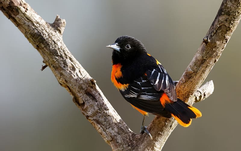 Baltimore Oriole, pasari, bird, black, one, nature, orange, HD wallpaper