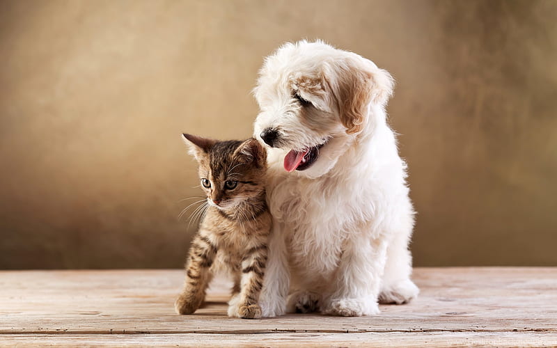 Maltese, kitten, dogs, friendship, cats, cute animals, pets, Maltese Dog, HD wallpaper