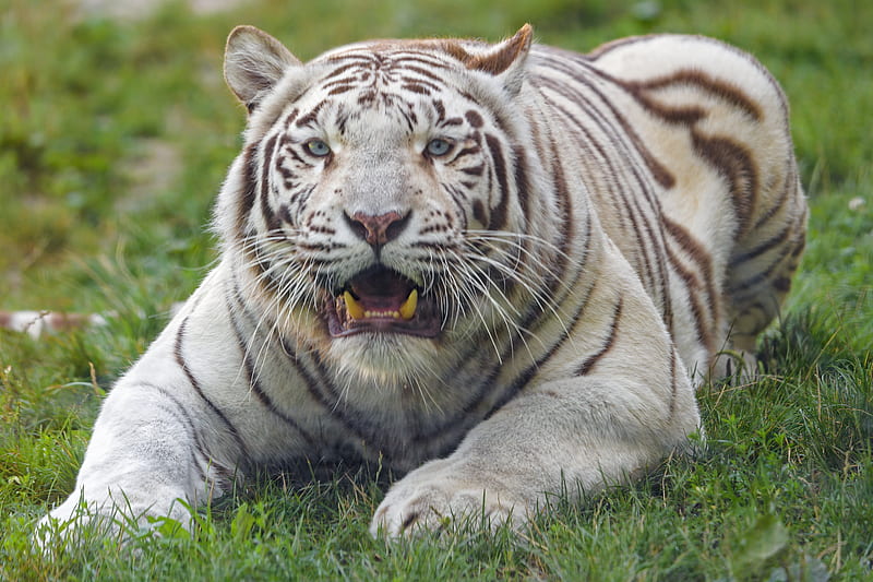 bengal tiger, tiger, white, fangs, predator, animal, HD wallpaper
